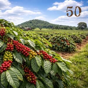 COFFEEFARM50 - Kód střediska: TZxxCFVW25